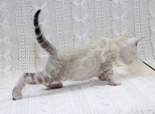 Iceberg Bengal