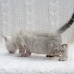 Iceberg-male-bengal-cat-puppy-for-sale-1 (4)