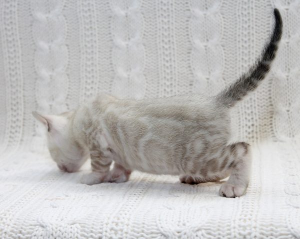Iceberg Bengal