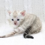 Imperia-female-bengal-cat-puppy-for-sale-1 (1)