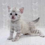 Imperia-female-bengal-cat-puppy-for-sale-1 (2)
