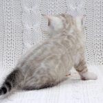 Imperia-female-bengal-cat-puppy-for-sale-1 (4)