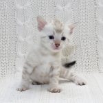 Imperia-female-bengal-cat-puppy-for-sale-1 (5)