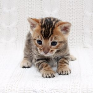 Imperial Bengal