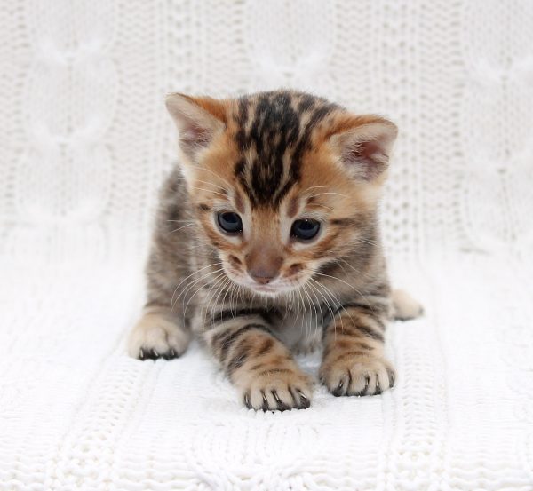Imperial Bengal