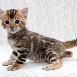 Imperial Bengal