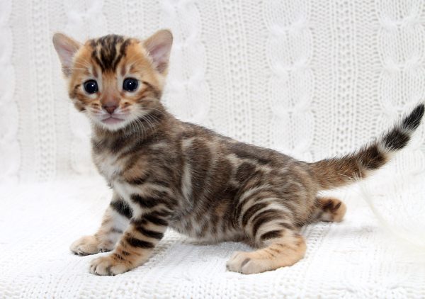 Imperial Bengal