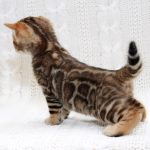 Imperial-male-bengal-cat-puppy-for-sale-2 (3)
