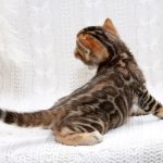 Imperial-male-bengal-cat-puppy-for-sale-2 (4)