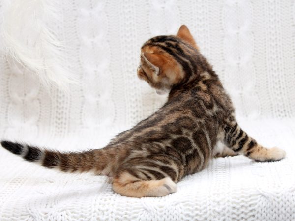 Imperial Bengal