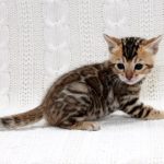 Inverness-male-bengal-cat-puppy-for-sale-3 (1)