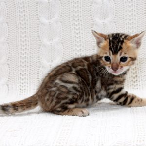 Inverness Bengal