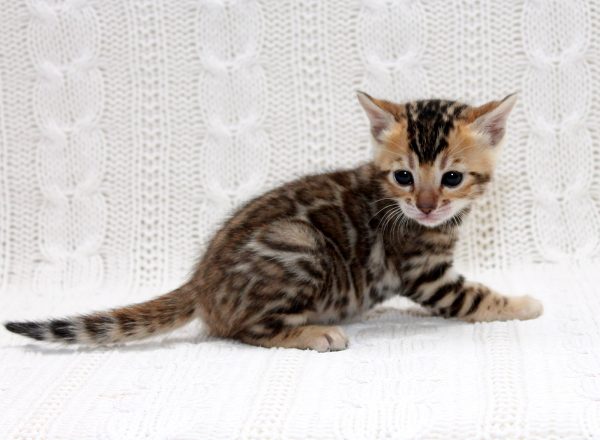 Inverness Bengal