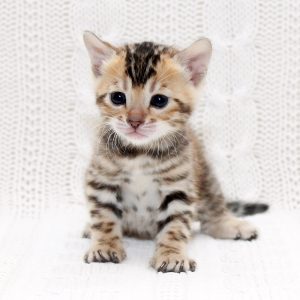 Inverness Bengal