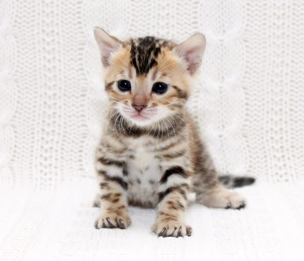 Inverness Bengal