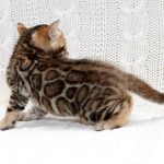 Inverness-male-bengal-cat-puppy-for-sale-3 (3)
