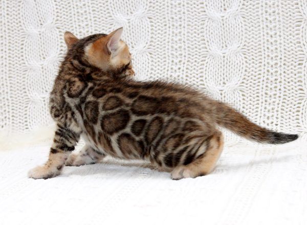 Inverness Bengal