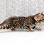 Inverness-male-bengal-cat-puppy-for-sale-3 (4)