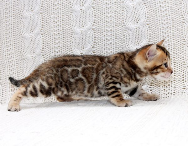 Inverness Bengal