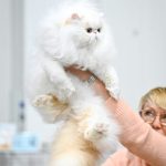 Nikolas-male-Persian-cat-puppy-for-sale-1 (1)