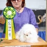 Nikolas-male-Persian-cat-puppy-for-sale-1 (2)