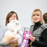 Nikolas-male-Persian-cat-puppy-for-sale-1 (3)