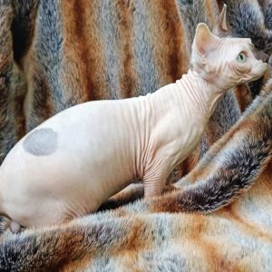 Okkama Sphynx