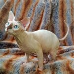Okkama-male-sphinx-cat-puppy-for-sale-1 (2)