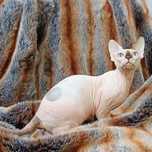 Okkama Sphynx