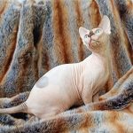 Okkama-male-sphinx-cat-puppy-for-sale-1 (4)