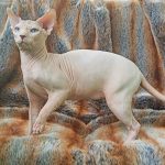Orion-male-sphinx-cat-puppy-for-sale-1 (1)