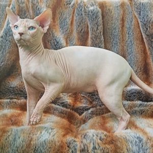 Orion Sphynx