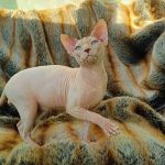 Orion-male-sphinx-cat-puppy-for-sale-1 (2)