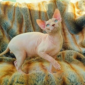 Orion Sphynx