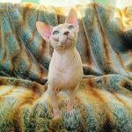 Orion-male-sphinx-cat-puppy-for-sale-1 (4)
