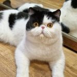 Marcela Exotic Shorthair