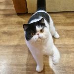 Pluto-male-exotic-shorthair-cat-puppy-for-sale-1 (2)