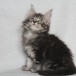 Pusik-male-maine-Coon-cat-puppy-for-sale-1 (1)