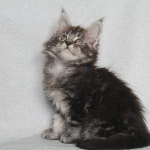 Pusik Maine Coon