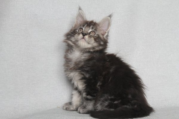 Pusik Maine Coon