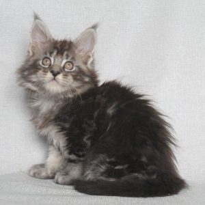 Pusik Maine Coon