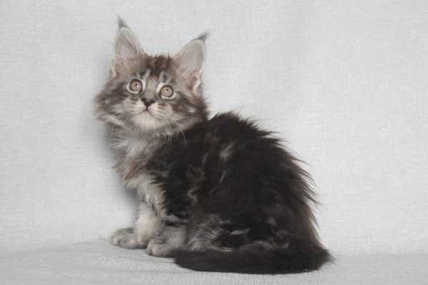 Pusik Maine Coon
