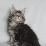 Pusik-male-maine-Coon-cat-puppy-for-sale-1 (3)
