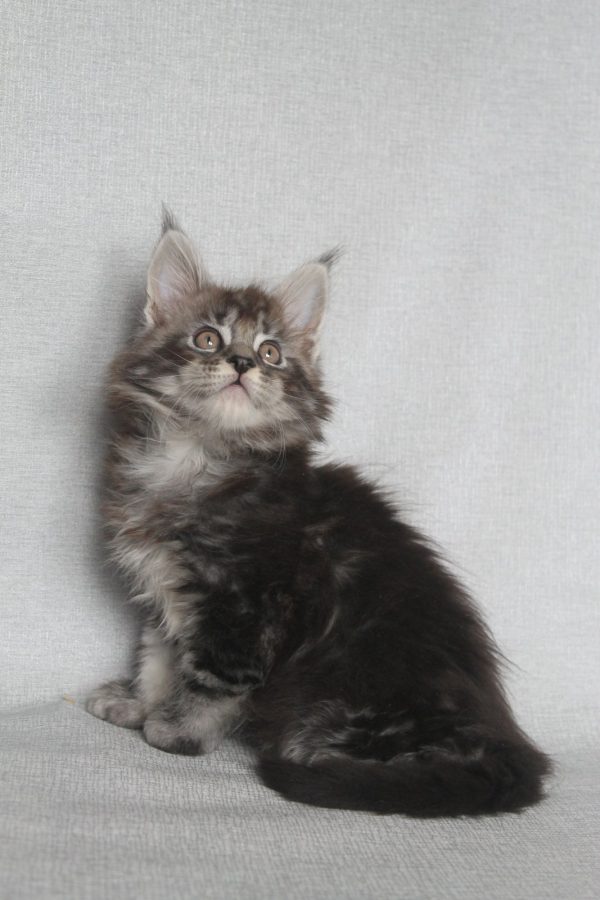 Pusik Maine Coon