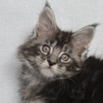 Pusik-male-maine-Coon-cat-puppy-for-sale-1 (4)