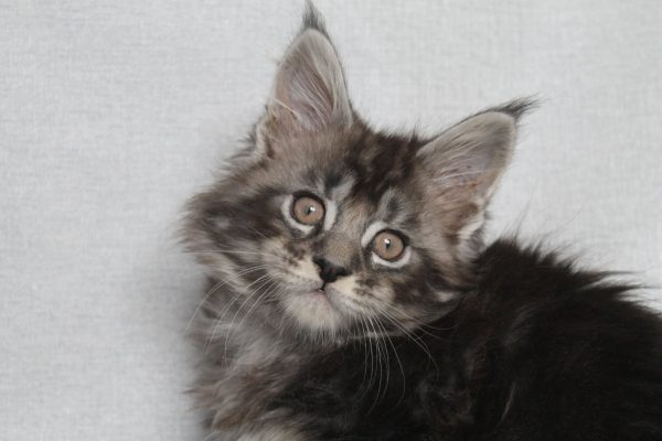 Pusik Maine Coon