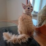 Raphael-male-maine-Coon-cat-puppy-for-sale-1 (1)
