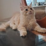 Raphael-male-maine-Coon-cat-puppy-for-sale-1 (2)