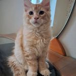Raphael-male-maine-Coon-cat-puppy-for-sale-1 (3)