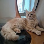 Raphael-male-maine-Coon-cat-puppy-for-sale-1 (4)
